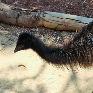 Juvenile Emu (Dromaius novaehollandiae)