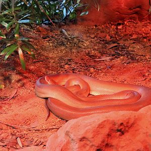 Olive Python (Liasis olivaceus)