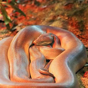 Olive Python (Liasis olivaceus)