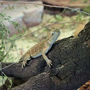 Dwarf Bearded Dragon (Pogona henrylawsoni)