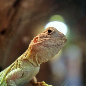 Central Netted Dragon (Ctenophorus nuchalis)