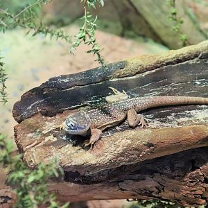 Central Netted Dragon (Ctenophorus nuchalis)