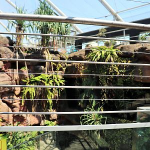Saltwater Crocodile Enclosure
