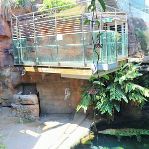 Saltwater Crocodile Enclosure