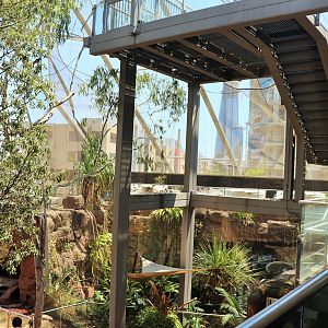 Saltwater Crocodile Enclosure