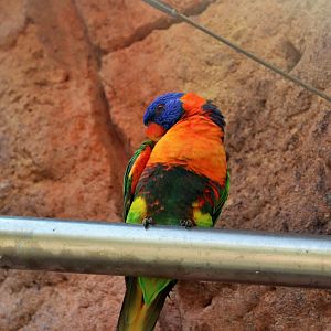 Red-collared Lorikeet (Trichoglossus rubritorquis)