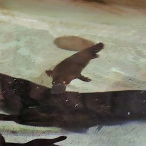 Platypus (Ornithorhynchus anatinus)