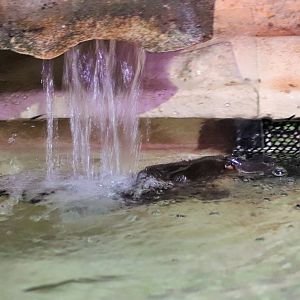 Platypus Playing in the Waterfall