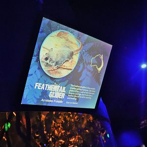 Feathertail Glider Sign