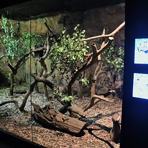 Yellow-bellied Glider/ Rufous Bettong Enclosure