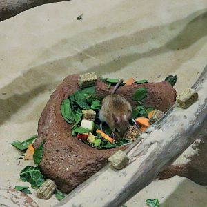 Spinifex Hopping Mouse (Notomys alexis)