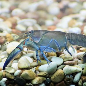 Common Yabby (Cherax destructor)