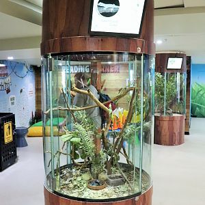 Golden-tailed Gecko Tank