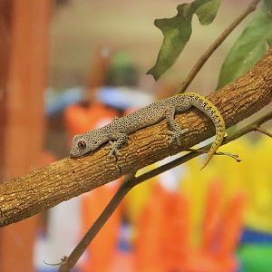 Golden-tailed Gecko (Strophurus taenicauda)