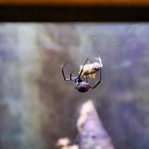 Redback Spider (Latrodectus hasselti)