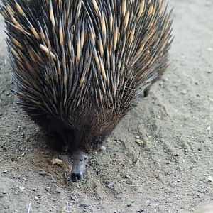Short-beaked Echidna (Tachyglossus aculeatus)