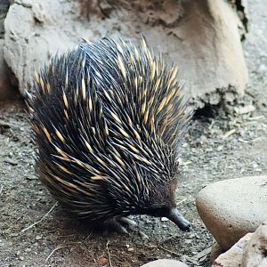 Short-beaked Echidna (Tachyglossus aculeatus)