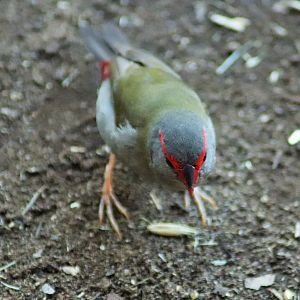 Red-browed Finch (Neochmia temporalis)