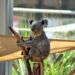 Koala (Phascolarctos cinereus)