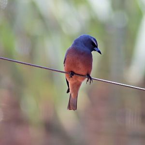White-browed Woodswallow (Artamus superciliosus)