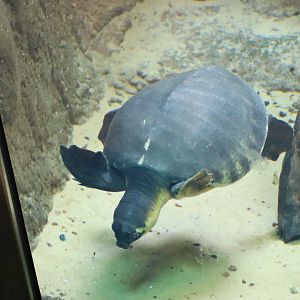 Pig-nosed Turtle (Carettochelys insculpta)