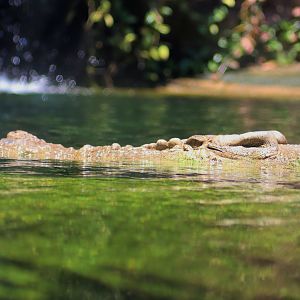 Saltwater Crocodile (Crocodylus porosus)