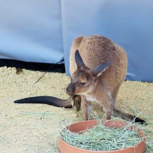 Kangaroo Island Kangaroo (Macropus fuliginosus fugilinosus).
