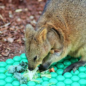 Quokka (Setonix brachyurus)