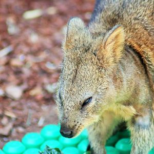 Quokka (Setonix brachyurus)