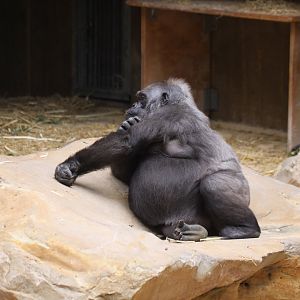 Gorilla