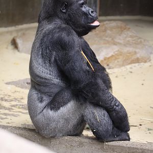 Gorilla