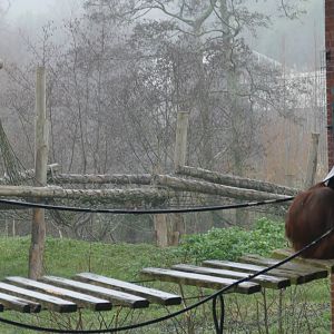 Lowland gorilla and Bornean orangutans, January 2020