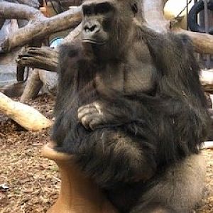 Western lowland gorilla-Omaha's Henry doorly zoo