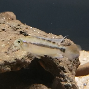 Apistogramma species ID