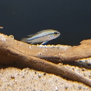Apistogramma species ID