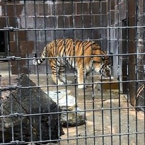 The um... Bad past of the Omaha zoo. Cat complex-Omaha's Henry Doorly zoo-2015
