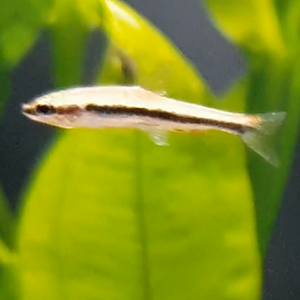 Nannostomus beckfordi