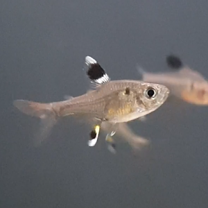 Pristella maxillaris