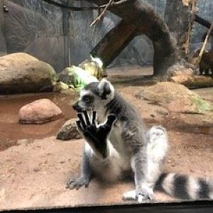 Ring-Tailed lemur-Omaha's Henry Doorly zoo-2015