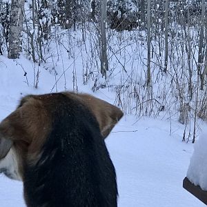 I spotted a Moose...1/1/20