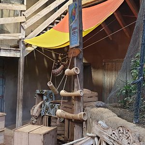 Indoor Walk-through Ring-tailed lemur enclosure