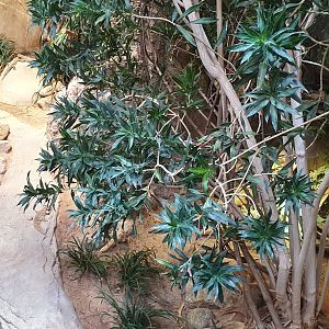 Enclosure Giant girdle-tailed lizard