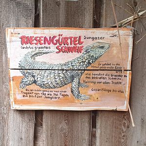 Sign Giant girdle-tailed lizard