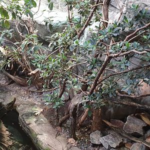 Enclosure Philippine sail-fin lizard