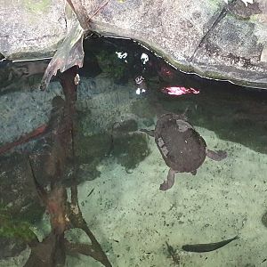 Eastern snake-necked turtle