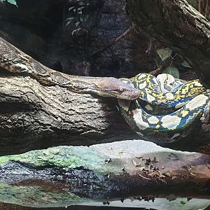 Reticulated python