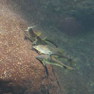 Asian barb-species ID