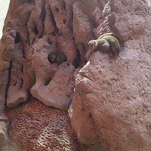 Dwarf mongoose enclosure