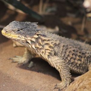 Giant girdle-tailed lizard