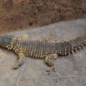 Giant girdle-tailed lizard